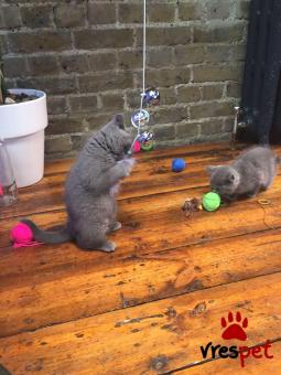 Ράτσα: Βρετανική Κοντότριχη | Ηλικία: 3 μηνών | Φύλο: Θηλυκό | Αρ. Microchip: 906789045367890 | Ιδιώτης | Pedigree | Περιοχή: Αθήνα, Αττική